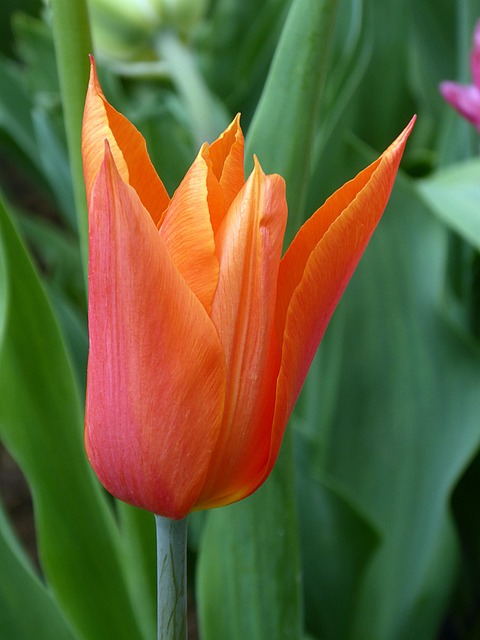 Tulpe, Blume, Frühling