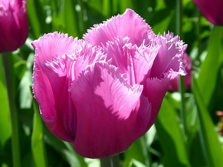 Tulpe, Natur, Blume, Frühling