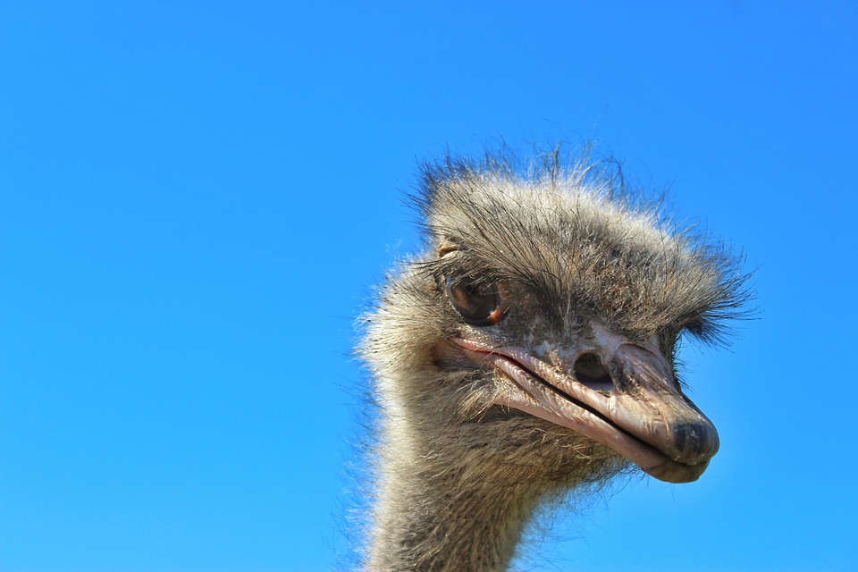 ダチョウ 鳥 家禽 Pixabayの無料写真