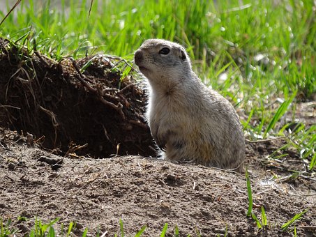 Free Animals Nature photo and picture