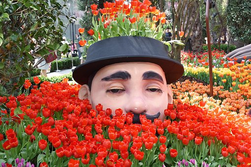 Feld, Tulpen, Gelb, Blumen, Tulpenfeld