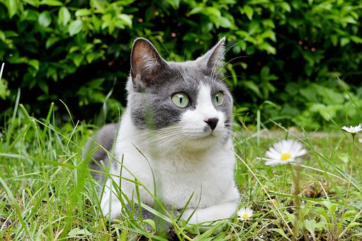 Linda, Animales, Mascota, Cat, Gatito