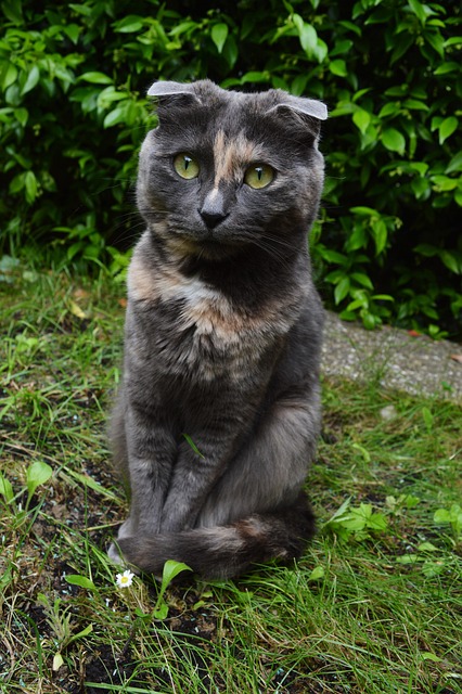 Linda, Animales, Mascota, Cat, Gatito