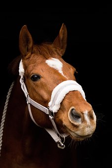 400+ Free Nostrils &amp; Horse Images