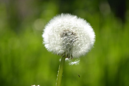 Free Dandelion Flower Background photo and picture
