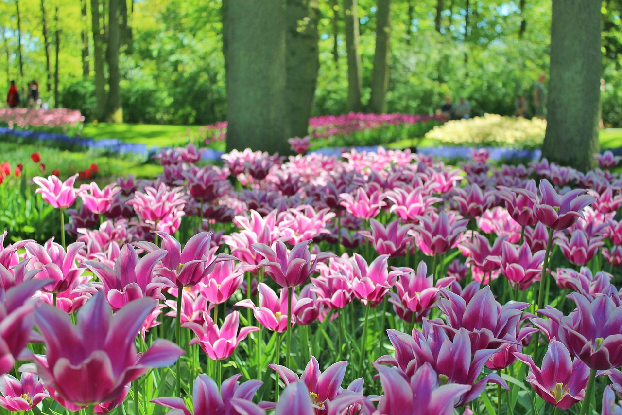 tulpen-bloemen-publieke-tuin-gratis-foto-op-pixabay-pixabay