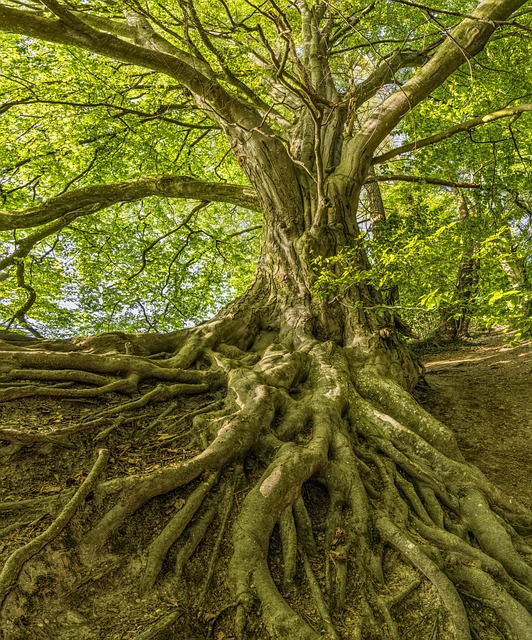 Plus De 200 000 Images De Arbre Racine Et De Racine Pixabay Plus De 200 000 Images De Arbre Racine Et De Racine Pixabay