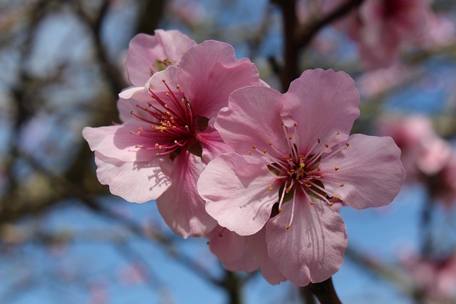 Frühling, Mandelblüte, Frühlingserwachen