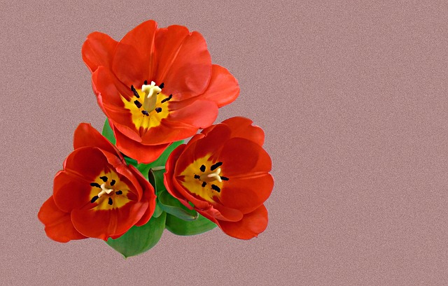 Free Tulip Spring photo and picture