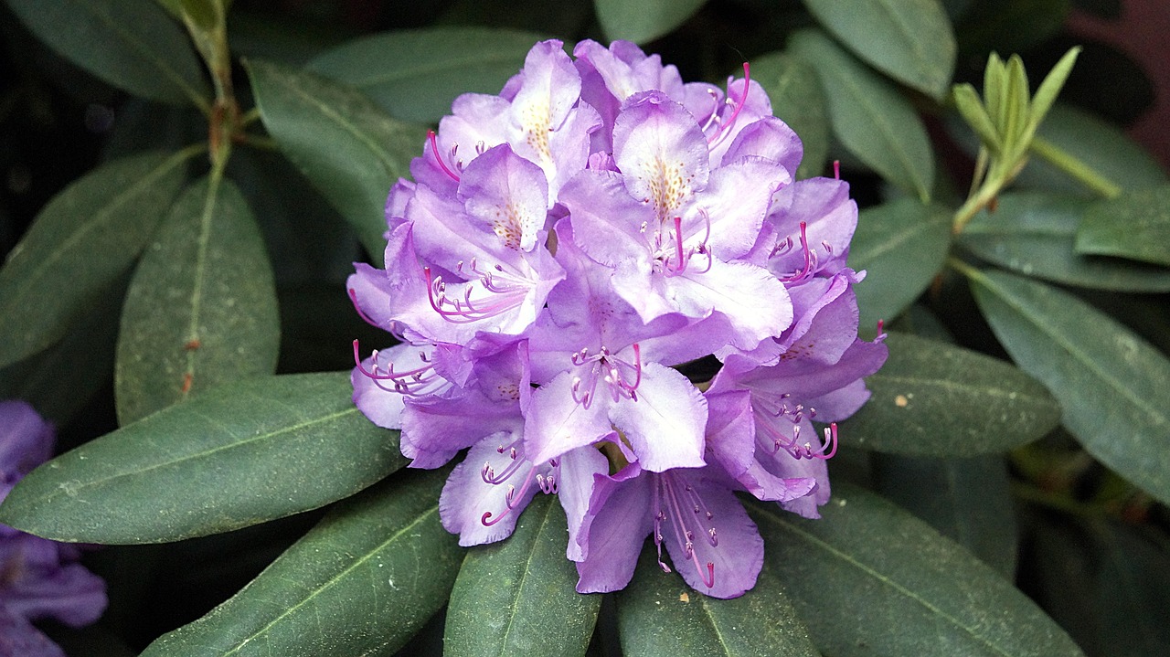 杜鹃花一年开几次花上什么肥 flower-3386137_1280.jpg