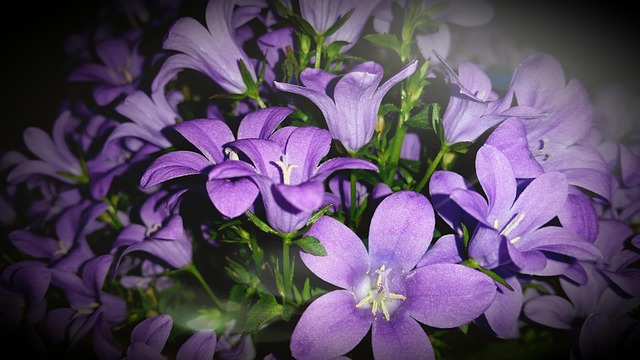 Free Flowers Beautiful photo and picture