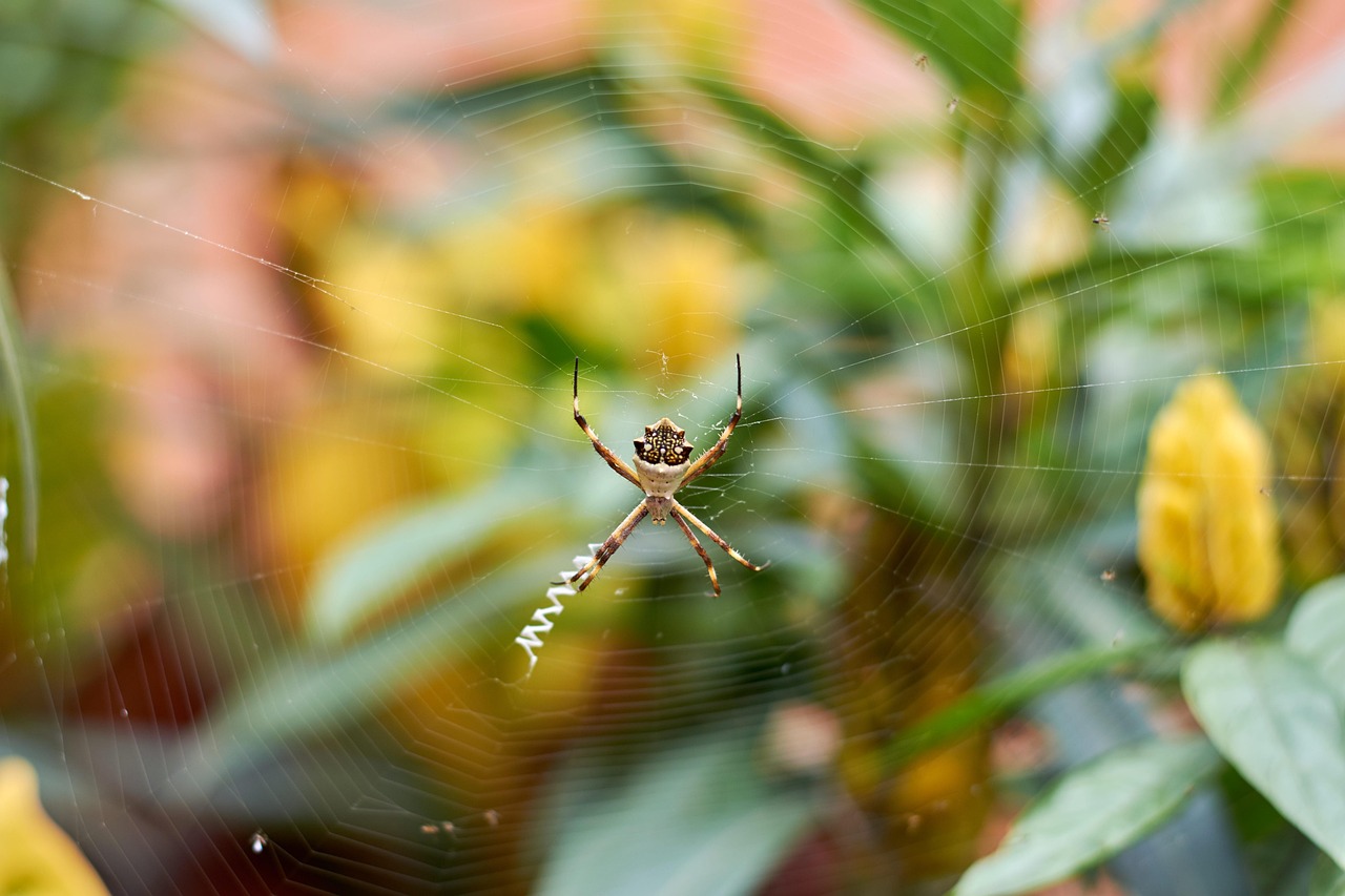 Araña Jardín Naturaleza - Foto gratis en Pixabay