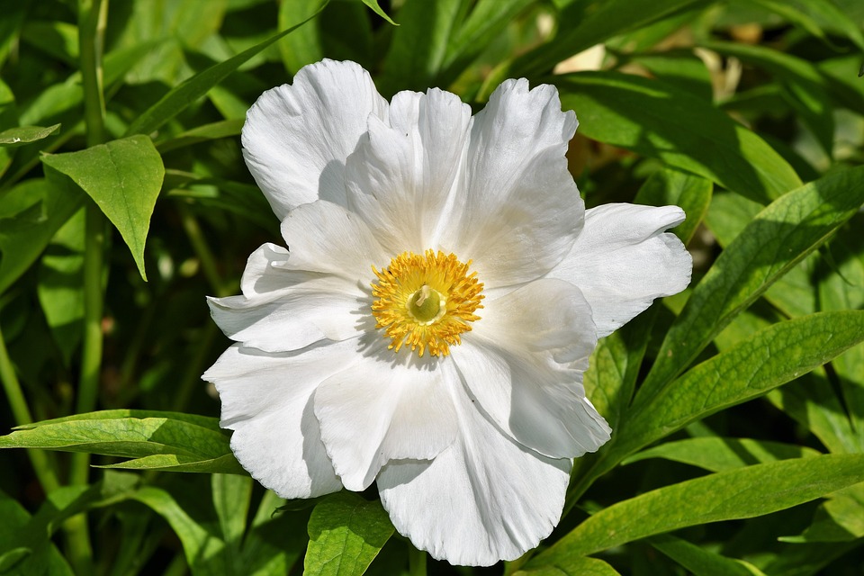 Windröschen Röschen Blüte · Kostenloses Foto auf Pixabay
