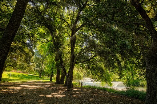 Natur, Bäume, Szene, Sommer, Sonnig, Weg