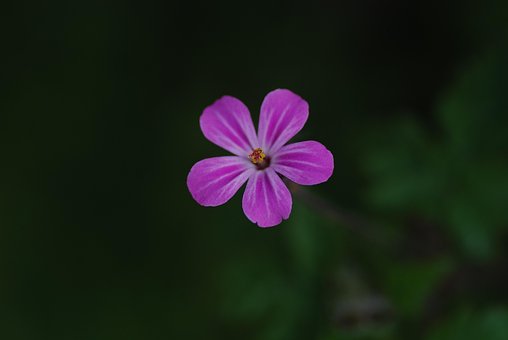 Free Flower Purple photo and picture