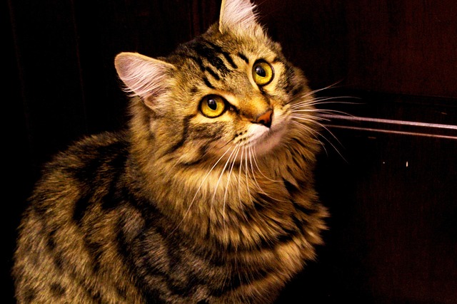 Free Cat Animals photo and picture