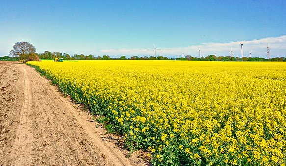 Free Landscape Rapeseed photo and picture