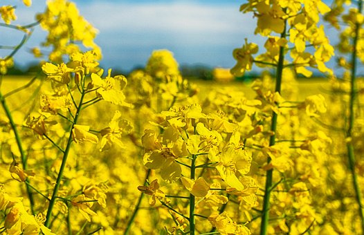Free Rapeseed Yellow photo and picture