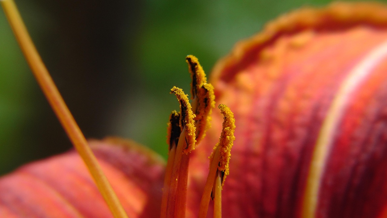 Flower - free online jigsaw puzzle photo