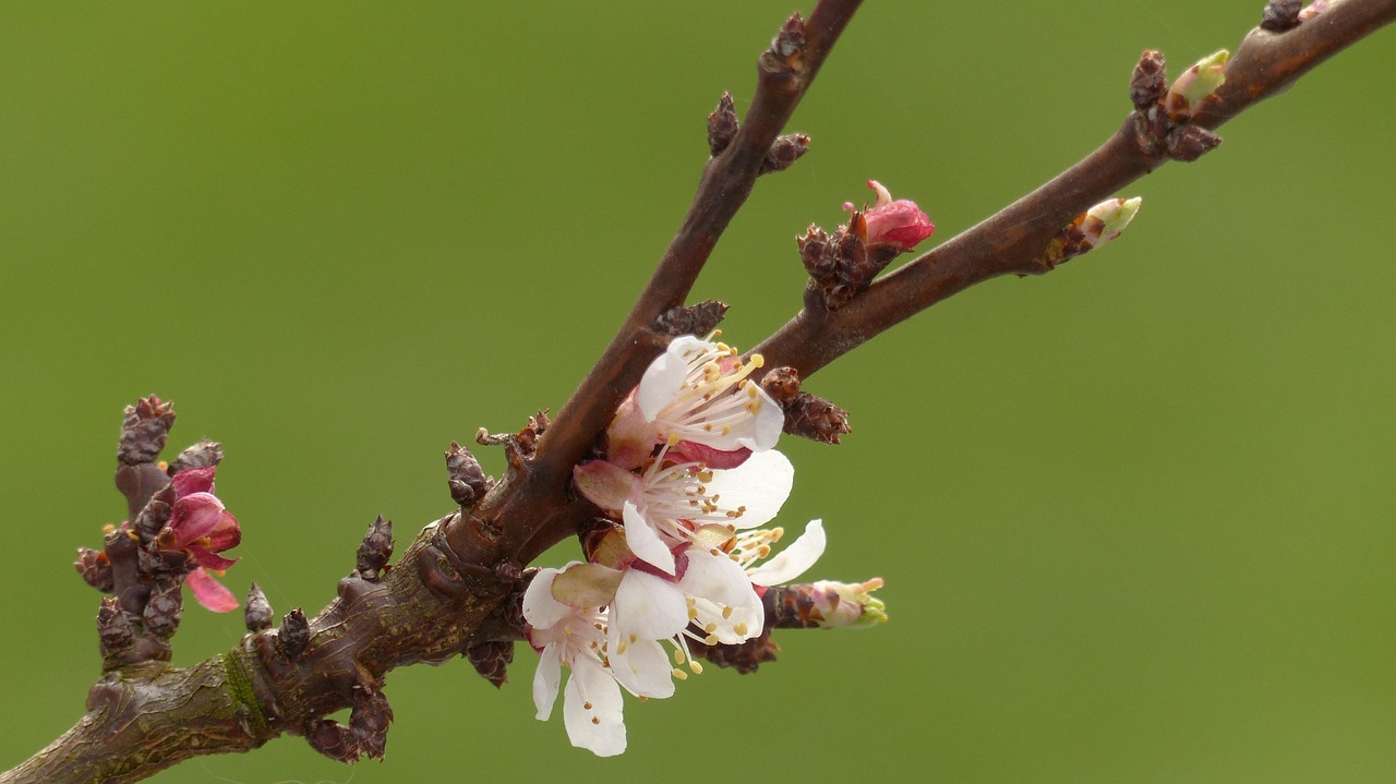 Apricot Blossom Kids main image 1