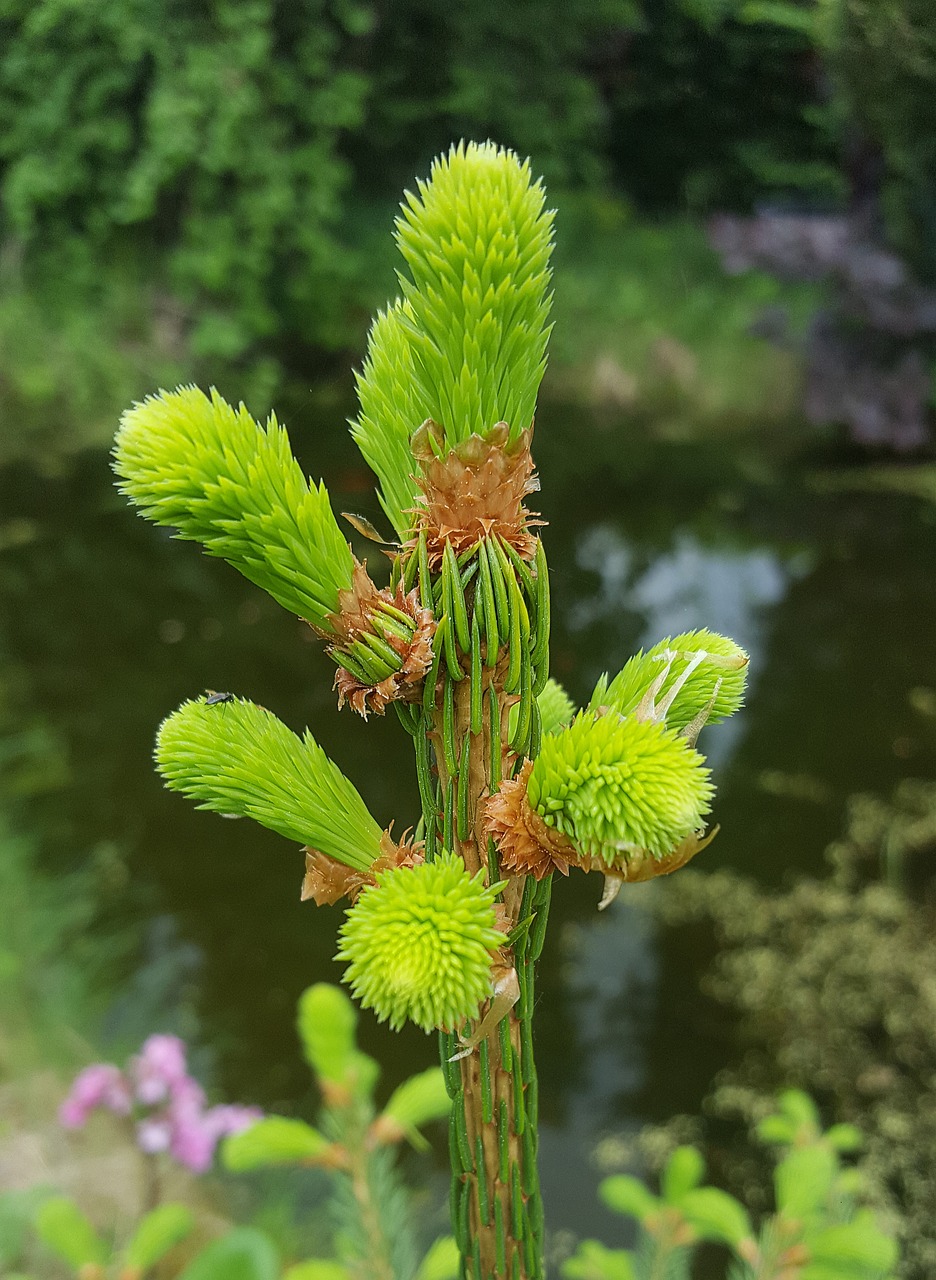 枞树 新鲜的绿色 芽 - Pixabay上的免费照片 - Pixabay