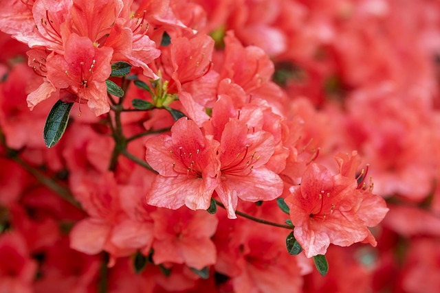 Free Flower Azalea photo and picture