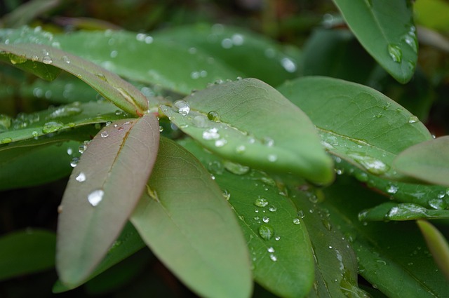 Free Green Leaves photo and picture