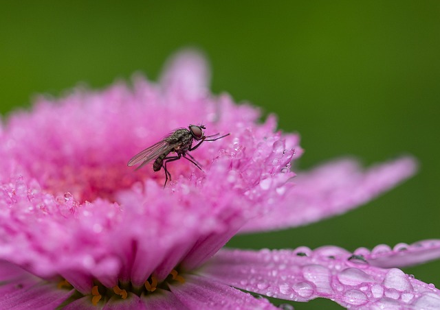 Fly Pink Flowers Garden - Free photo on Pixabay