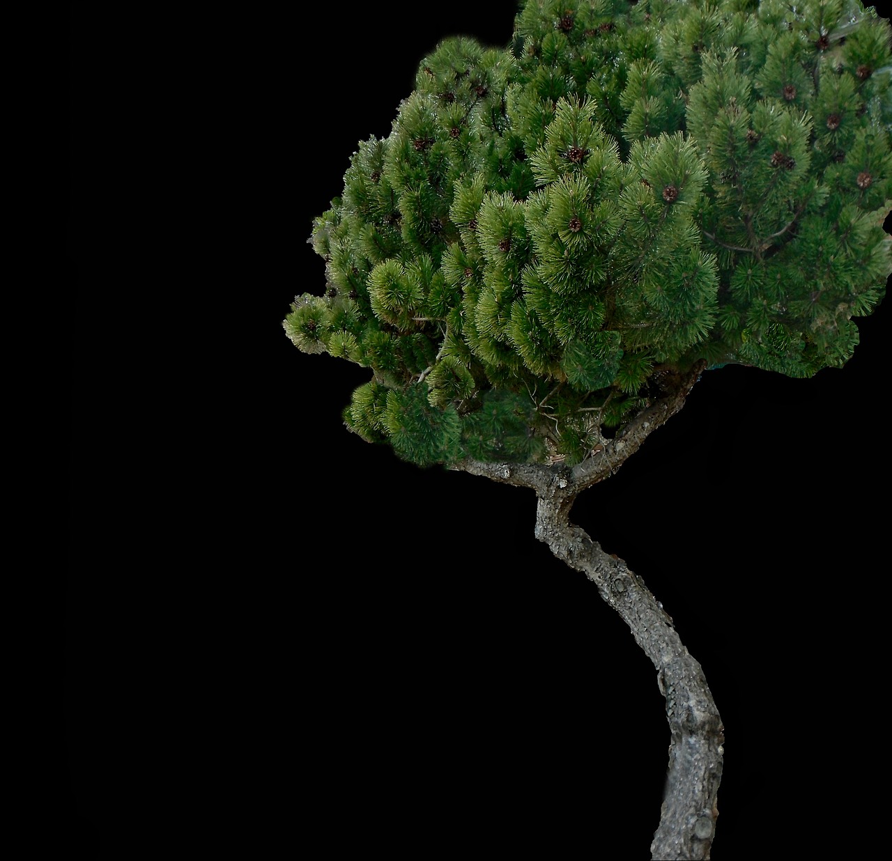 Free Fir Tree Evergreen photo and picture