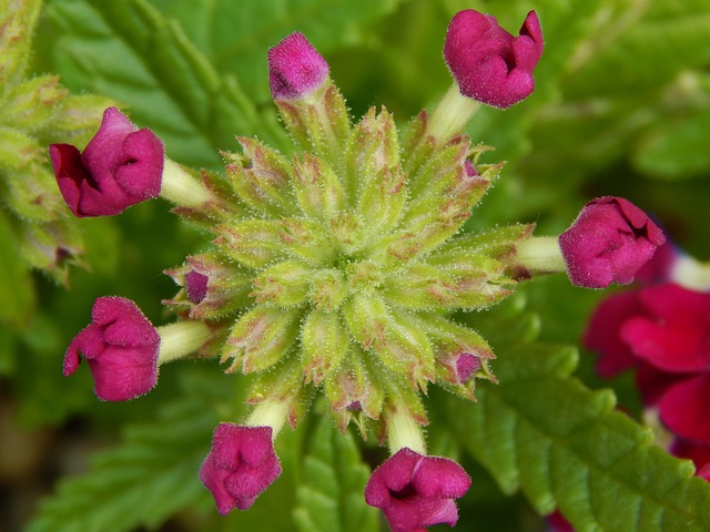 Free Flower Blooms photo and picture