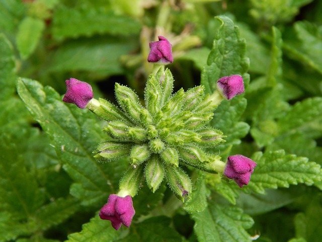 Free Flower Flowering photo and picture