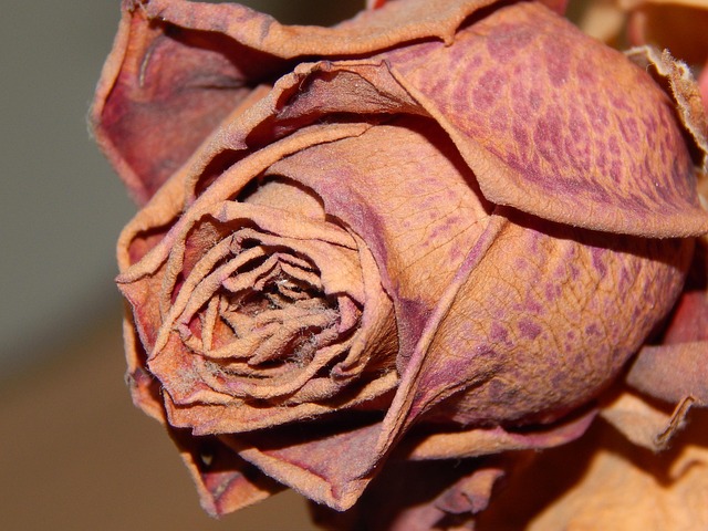 Free Dry Roses photo and picture