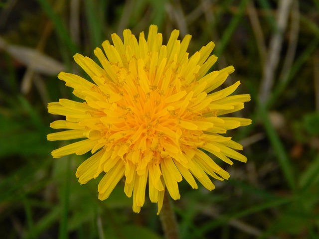 Free Dandelion Yellow photo and picture