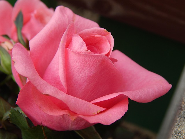 Free Pink Flower photo and picture