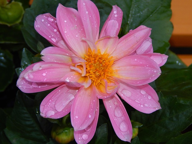 Free Bloom Purple photo and picture