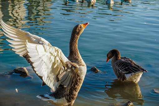 Ente, Tor, Lack, Tierwelt, Teich, Feder