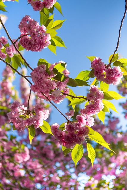 さくら 花 ツリー - Pixabayの無料写真 - Pixabay