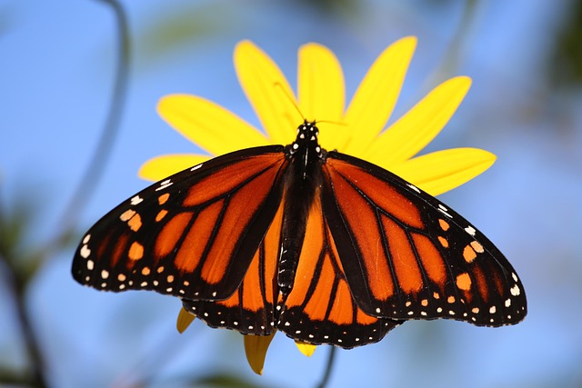Monarca Borboleta Laranja - Foto gratuita no Pixabay - Pixabay