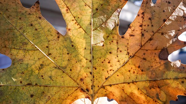 Wir Tun, Natur, Herbst, Alte, Sonne