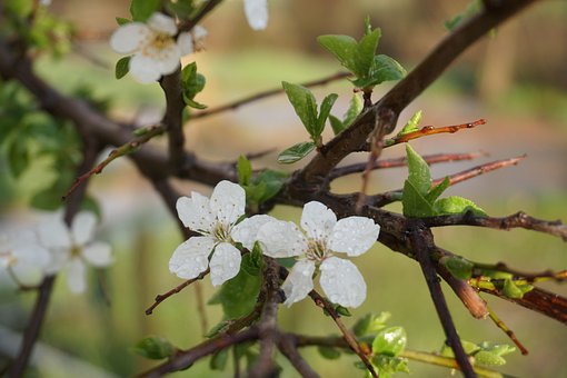 Feder, Schöne Blumen, Baum, Blume, Regen