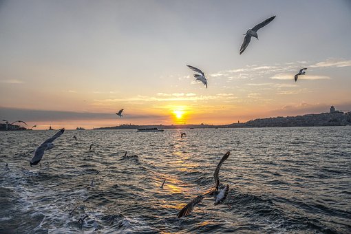 Meer, Möwe, Istanbul, Vogel, Vögel