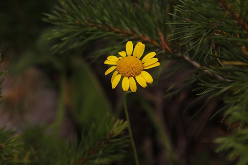 Blume, Schöne Blumen, Blumentapete, Wald