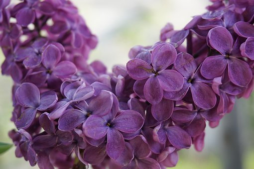 Blume, Blumen Hintergrund, Lila, Natur
