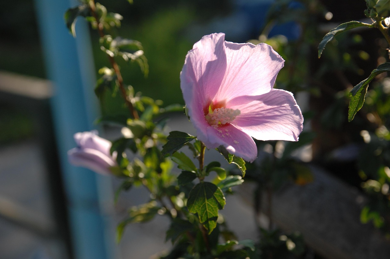 Is Rose Of Sharon Poisonous To Dogs