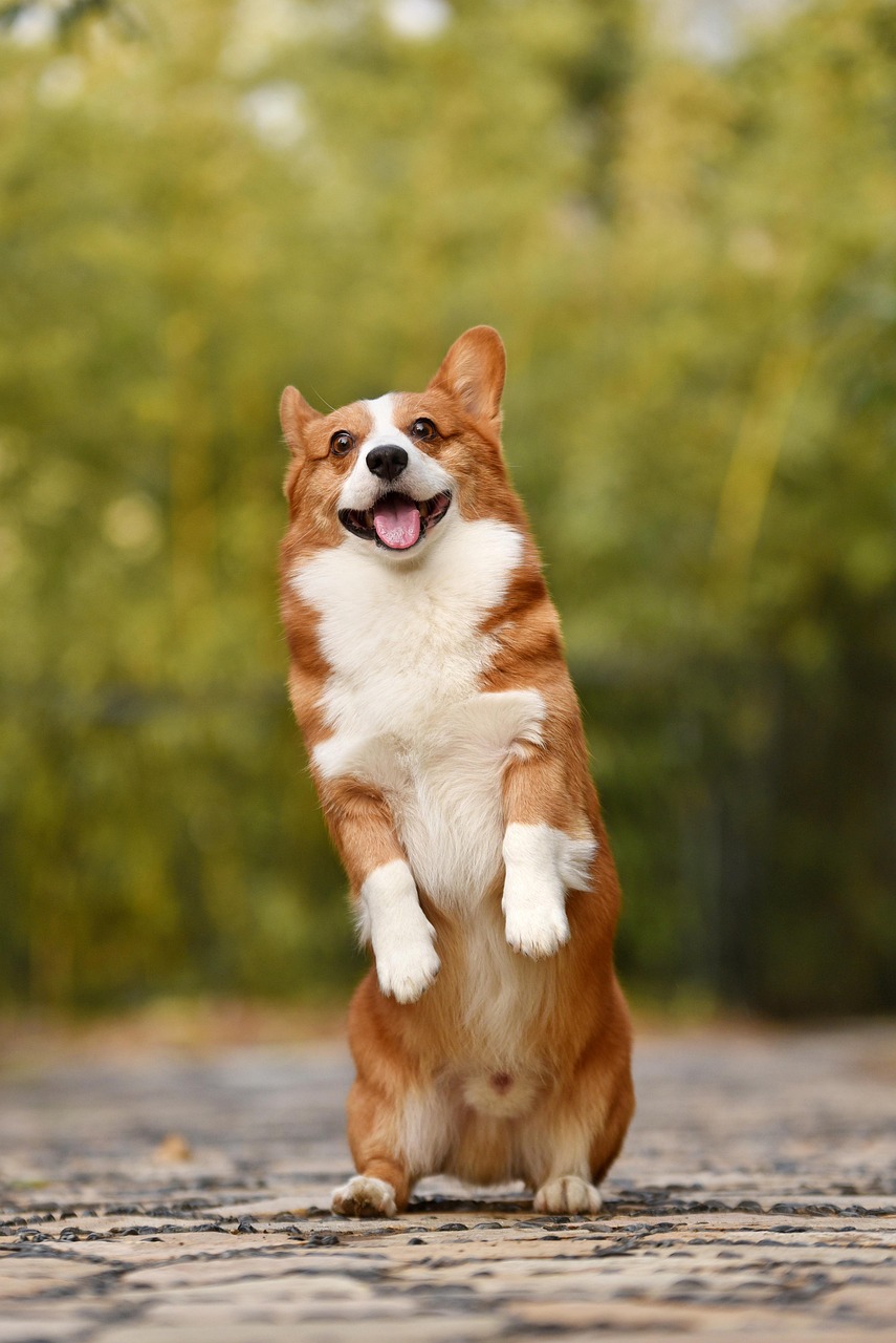 Perro Corgi