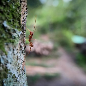 Ant, Maur, Dyr, Insekt, Rød Maur, Natur