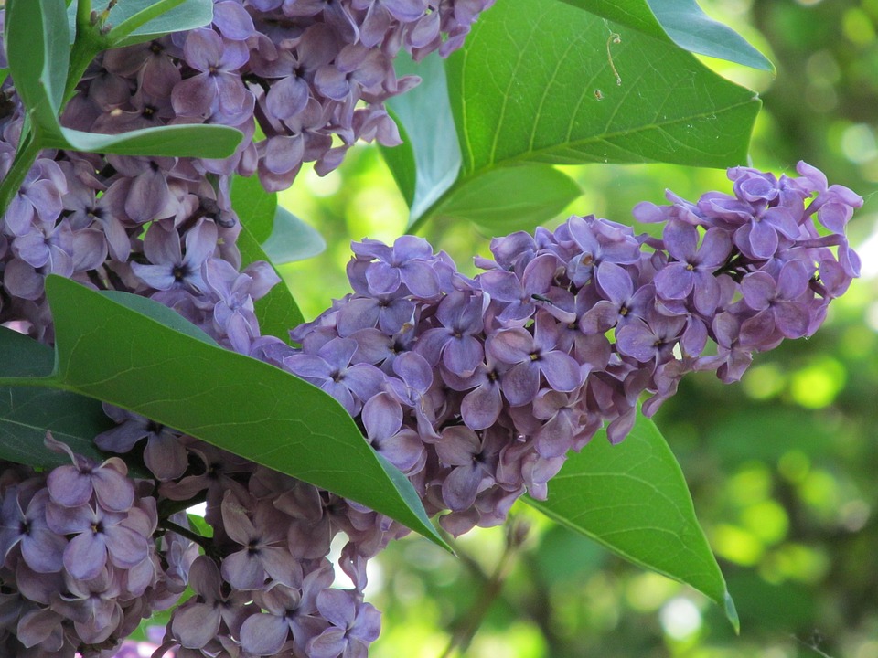 Spring Vciolet Lilac Spring Violet - Free photo on Pixabay - Pixabay