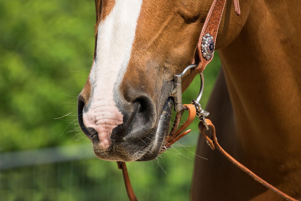 Quarter Horse, Pferd, Western, Tier, Reiten, Trense