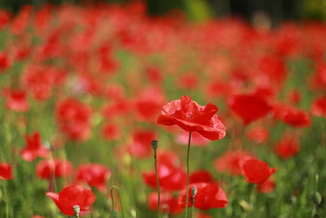 800000+ Cho Hoa Poppy & ảnh Thiên Nhiên miễn phí - Pixabay