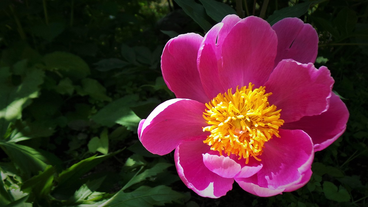 90 + 무료 작약 & 목단 이미지 - Pixabay